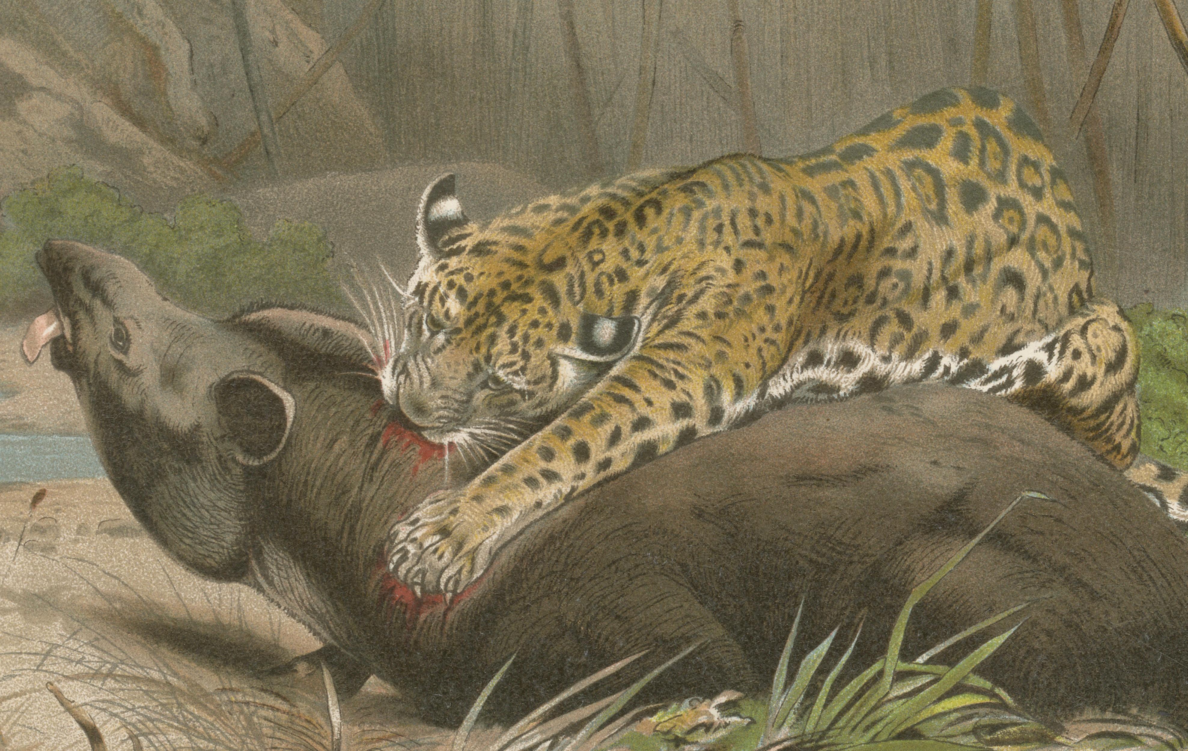 Jaguar Killing Tapir, Dramatic Antique Wildlife Print, Victorian Era, 1894