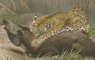 Jaguar Killing Tapir, Dramatic Antique Wildlife Print, Victorian Era, 1894, view 5