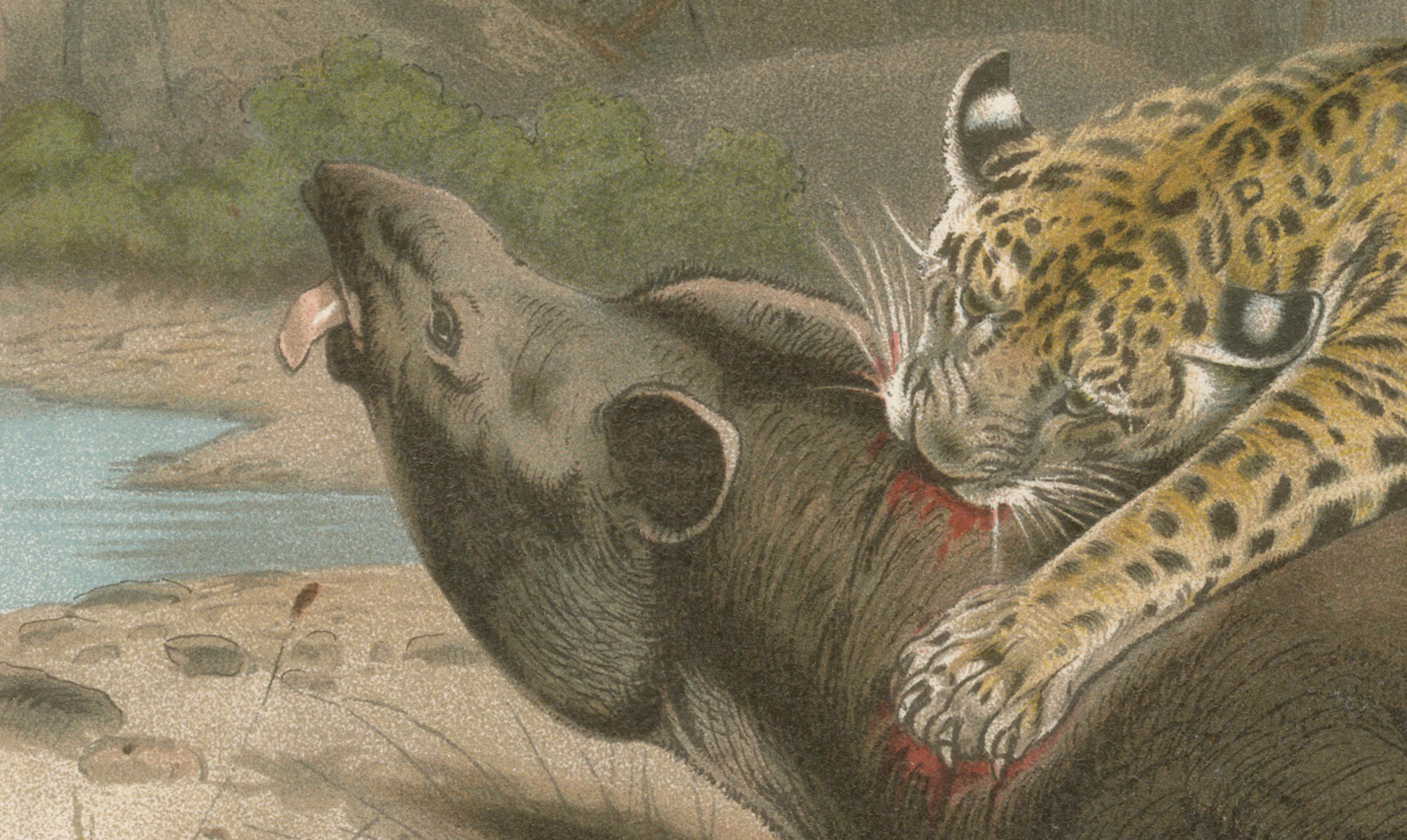 Jaguar Killing Tapir, Dramatic Antique Wildlife Print, Victorian Era, 1894