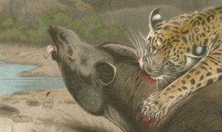 Jaguar Killing Tapir, Dramatic Antique Wildlife Print, Victorian Era, 1894, view 6