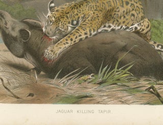 Jaguar Killing Tapir, Dramatic Antique Wildlife Print, Victorian Era, 1894, view 7