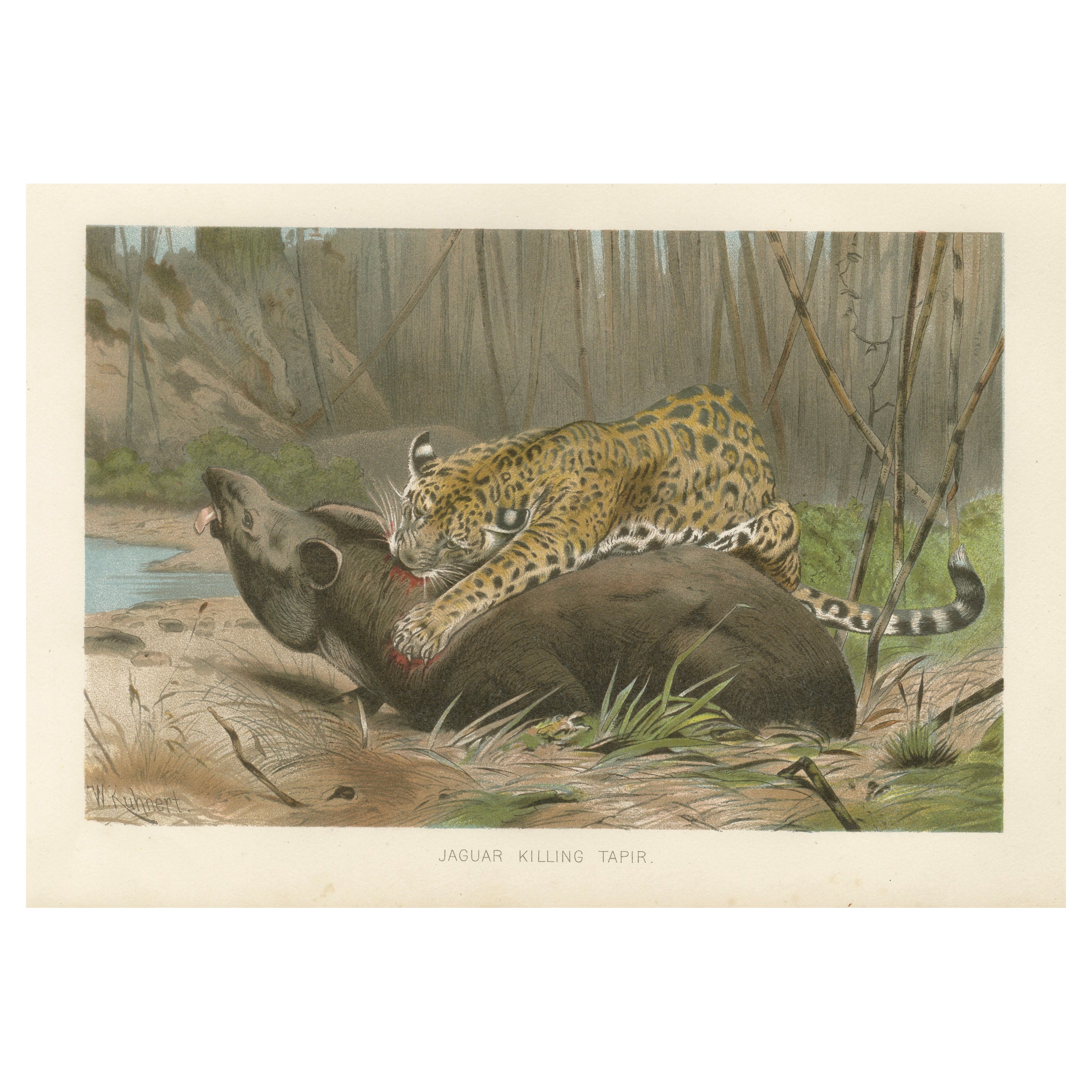Jaguar tuant un tapir, estampe ancienne dramatique sur la faune et la flore, époque victorienne, 1894