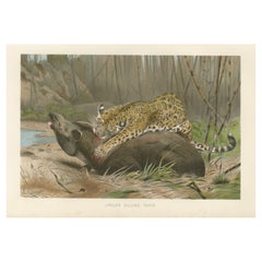 Jaguar Killing Tapir, Dramatic Antique Wildlife Print, Victorian Era, 1894