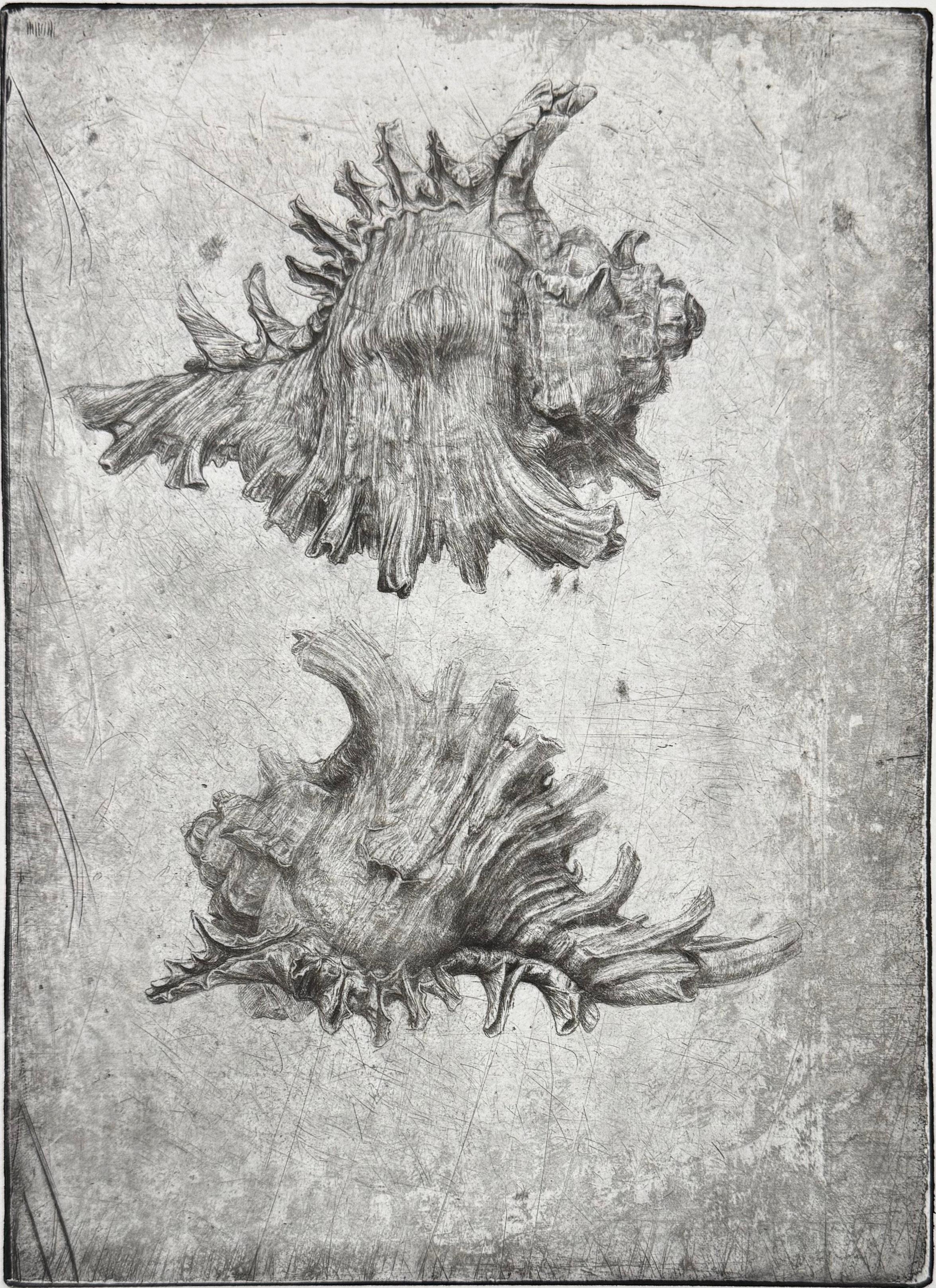 Murex I, Diamond drypoint by Jakob Demus.

In the 1986-1988 period Demus immersed himself in the depiction of flowers, and it was then that the most important works in this genre were created. The plants are shown against an unworked, white