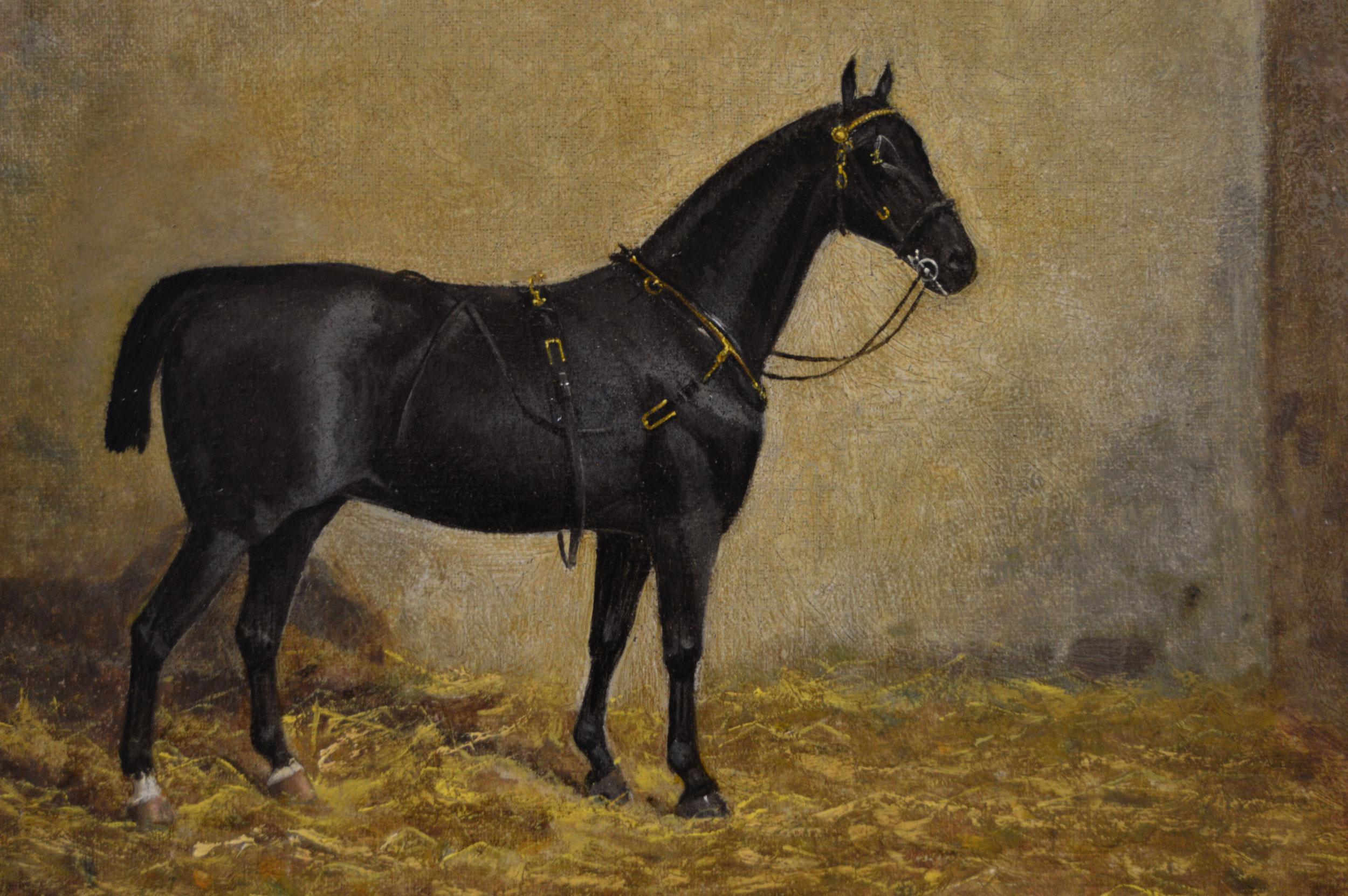 hackney horse for sale