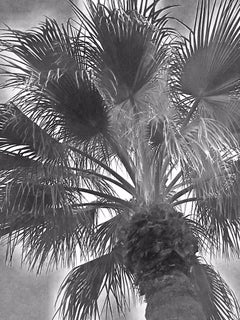 #inthesky Series: Palm Springs #6