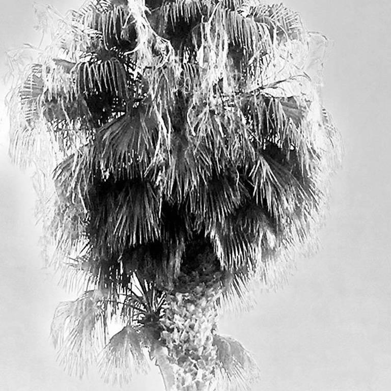 Black and White Photograph di James Bacchi - Serie #InTheSky :Palms Springs #1