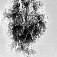 InThe Sky Series:Palms Springs #1