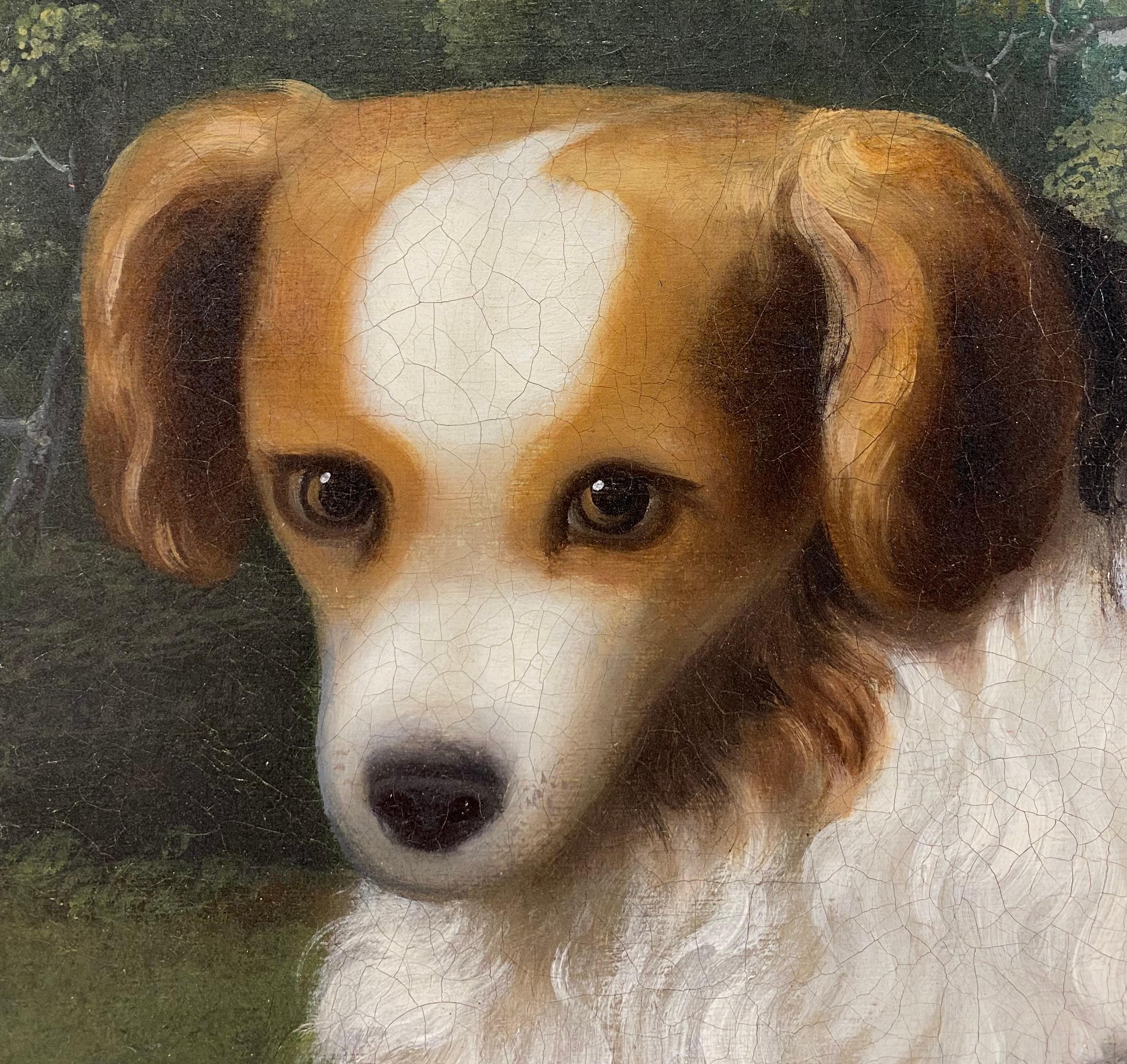 Magnifique portrait d'un Papillon Phallène attribué au célèbre artiste sportif britannique James Barenger (1780-1831).

Peinte à grande échelle, cette œuvre représente le joyeux chiot de profil, la tête tournée vers le spectateur. Il se tient sur