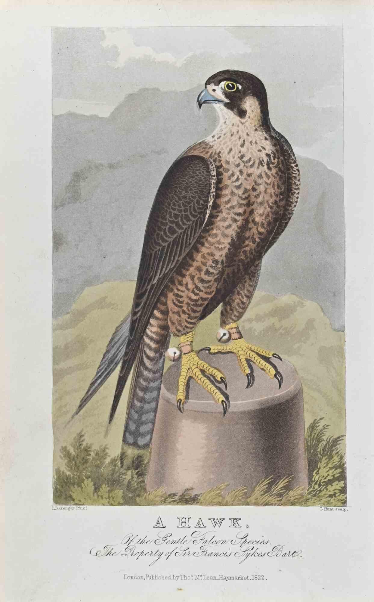 A Hawk – Radierung von James Barenger – 1822