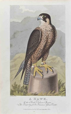 Un falco - Acquaforte di James Barenger - 1822