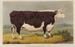 Bue dell'Herefordshire - Acquaforte di James Barenger - 1822