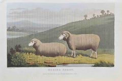Antique Merino Sheep - Etching by James Barenger - 1822