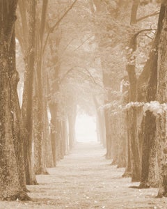Allee, Tuxedo Park (Sepia Toned Pigment Print of Trees Along a Sunlit Path)