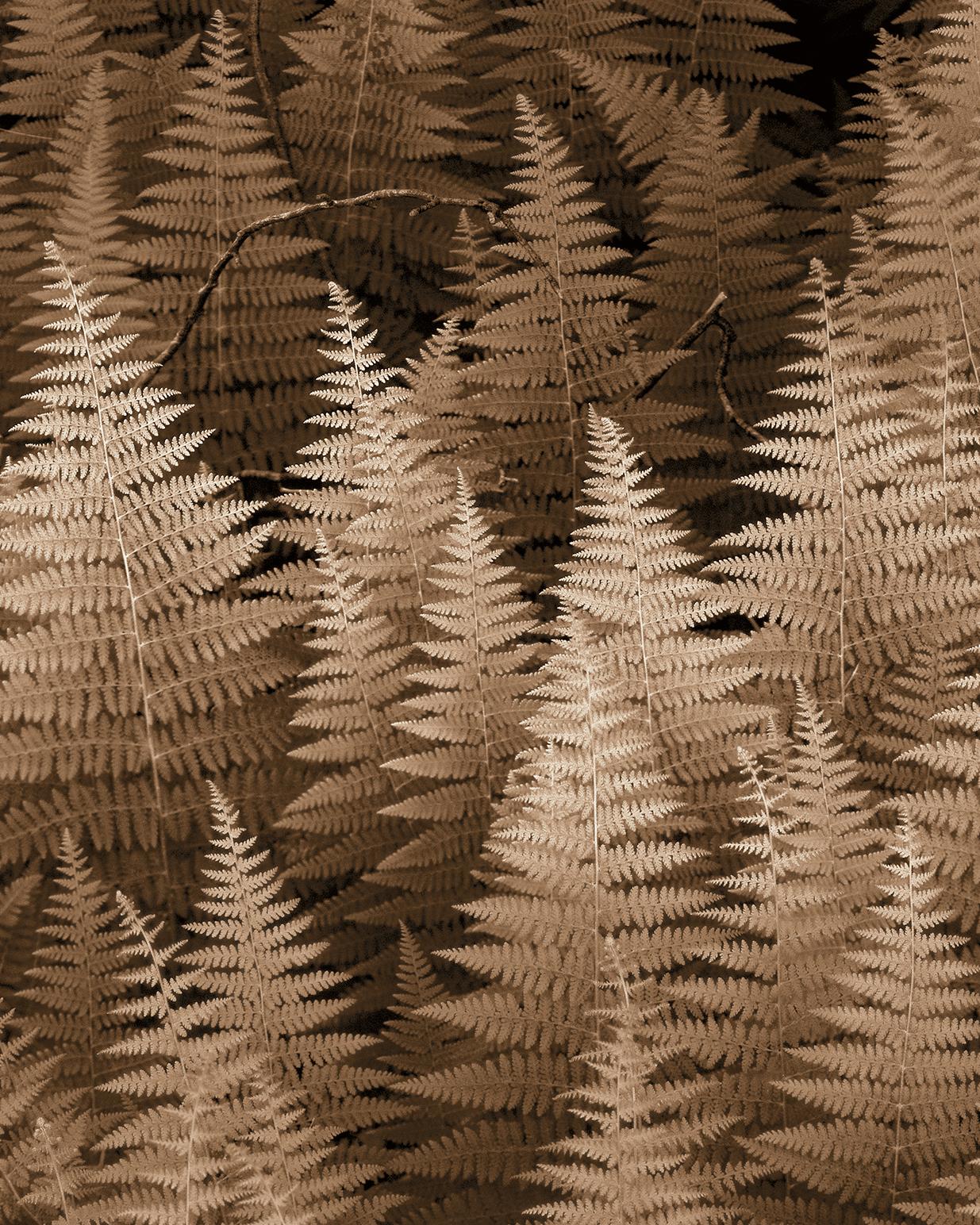 Ferns Nr. 2 (Sepiafarbene botanische Stilllebenfotografie auf Aquarellpapier) (Zeitgenössisch), Photograph, von James Bleecker