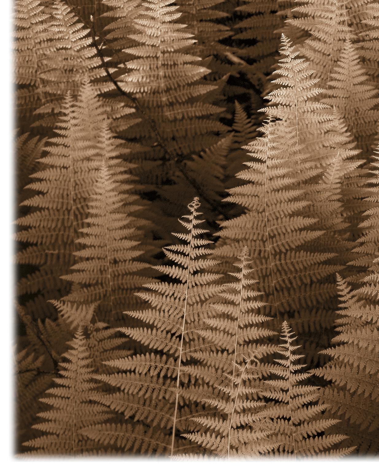 Ferns No. 2 (Sepia-Tone Botanical Still-Life Photograph on Watercolor Paper) For Sale 2