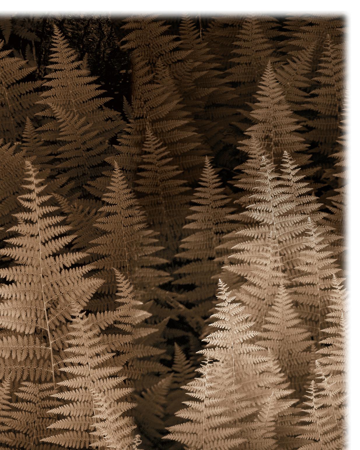 Ferns Nr. 2 (Sepiafarbene botanische Stilllebenfotografie auf Aquarellpapier) im Angebot 1