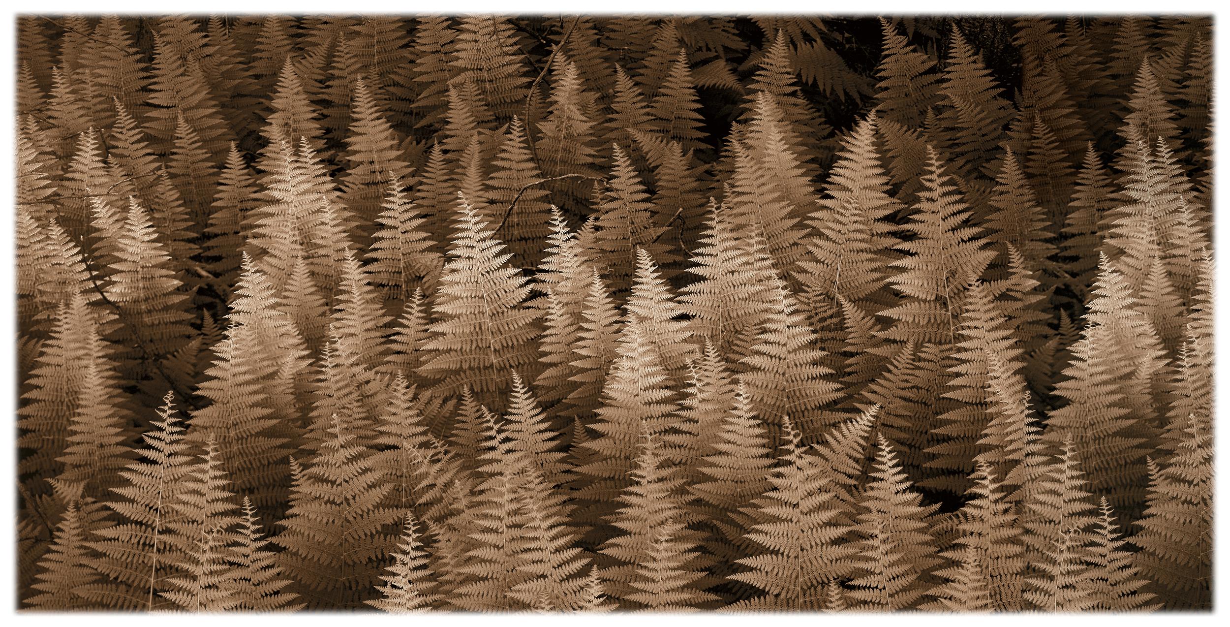 Sepia-tone still life photograph of a fern forest
pigment print on watercolor paper, signed and editioned
The photograph is unframed and made to order (print lead time is typically 2 weeks) and can ship, rolled in a tube, directly to your home or