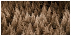 Ferns Nr. 2 (Sepiafarbene botanische Stilllebenfotografie auf Aquarellpapier)