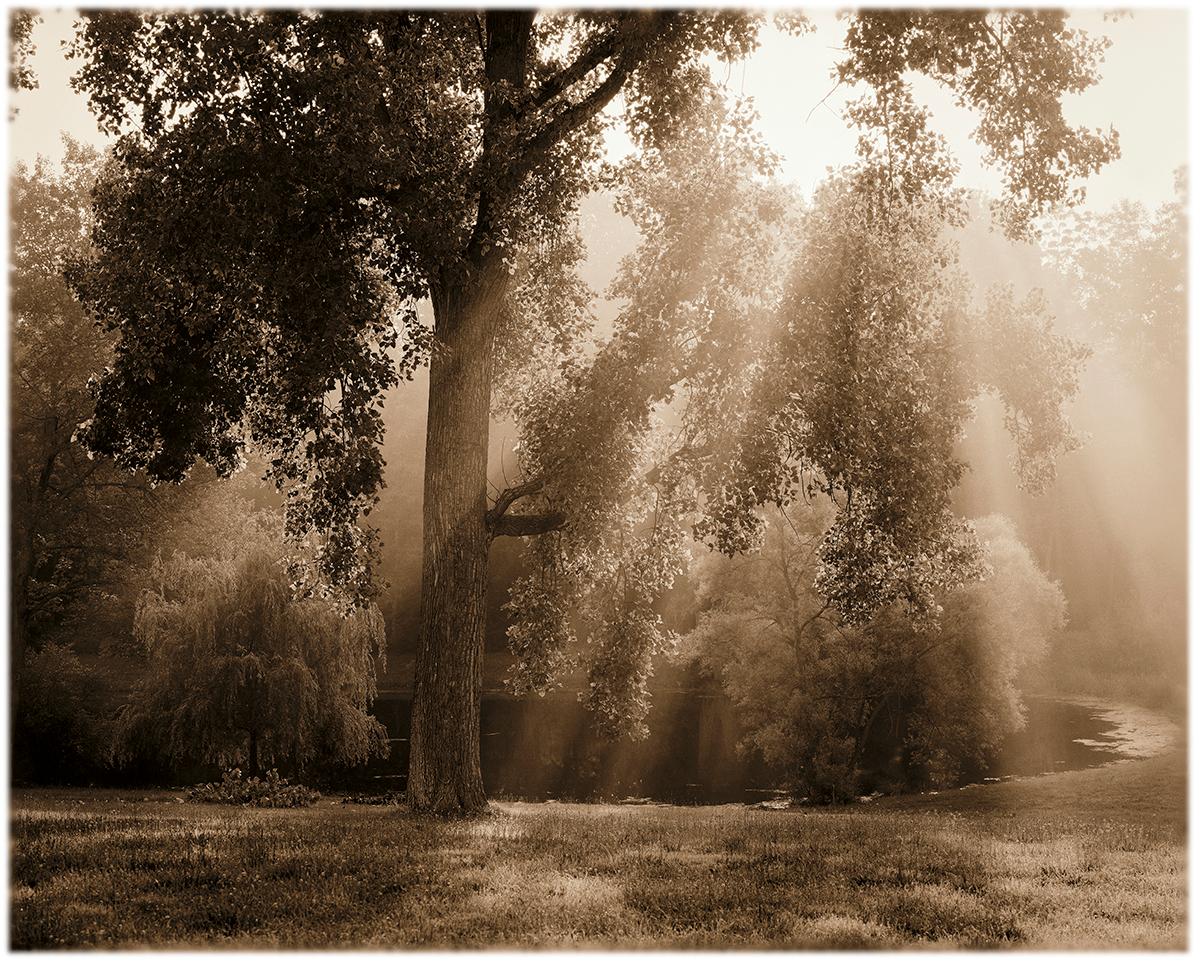James Bleecker Landscape Photograph – Baum und Teich, Ghent (Sepiafarbener Pigmentdruck einer sonnenbeschienenen Landschaft)