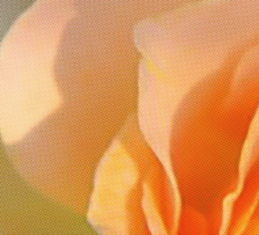 Honey Perfume Rose Wall Flower - Photograph by James Chadwick 