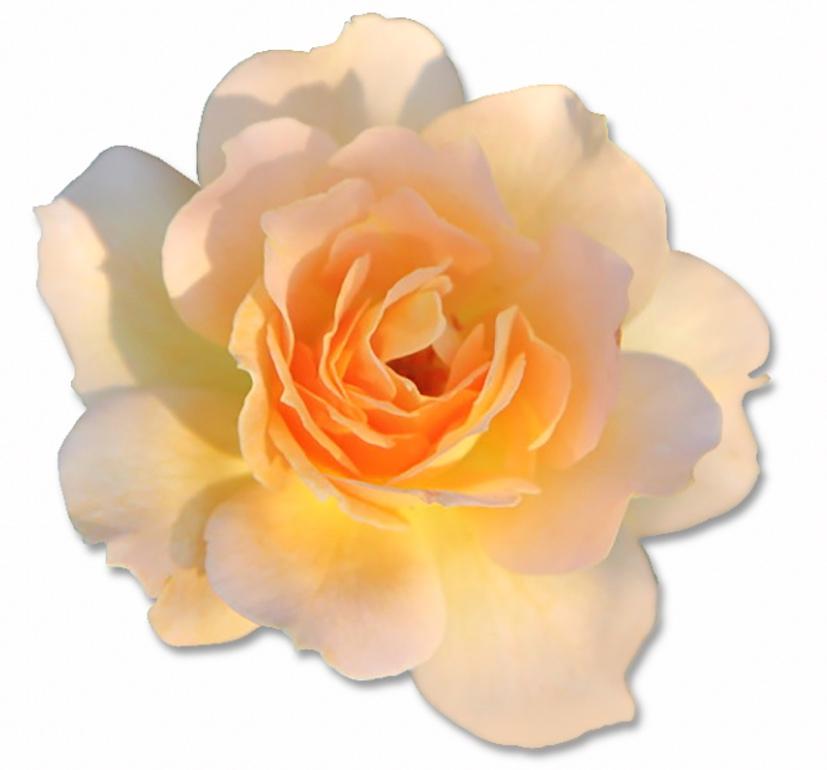 James Chadwick  Color Photograph - Honey Perfume Rose Wall Flower