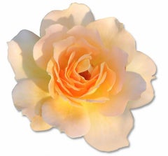Honey Perfume Rose Wall Flower