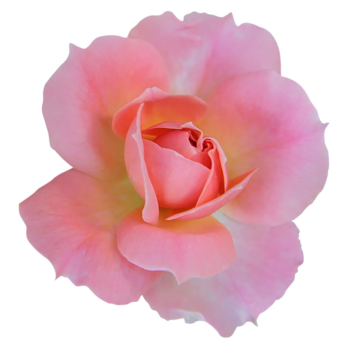 Summer Surprise I Rose - Fleur murale - Photograph de James Chadwick 