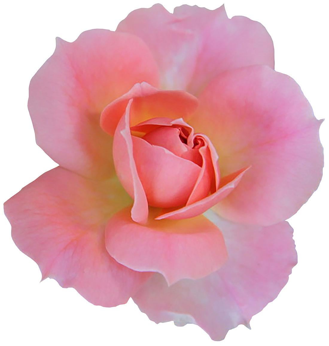 James Chadwick  Color Photograph - Summer Surprise I Rose Wall Flower