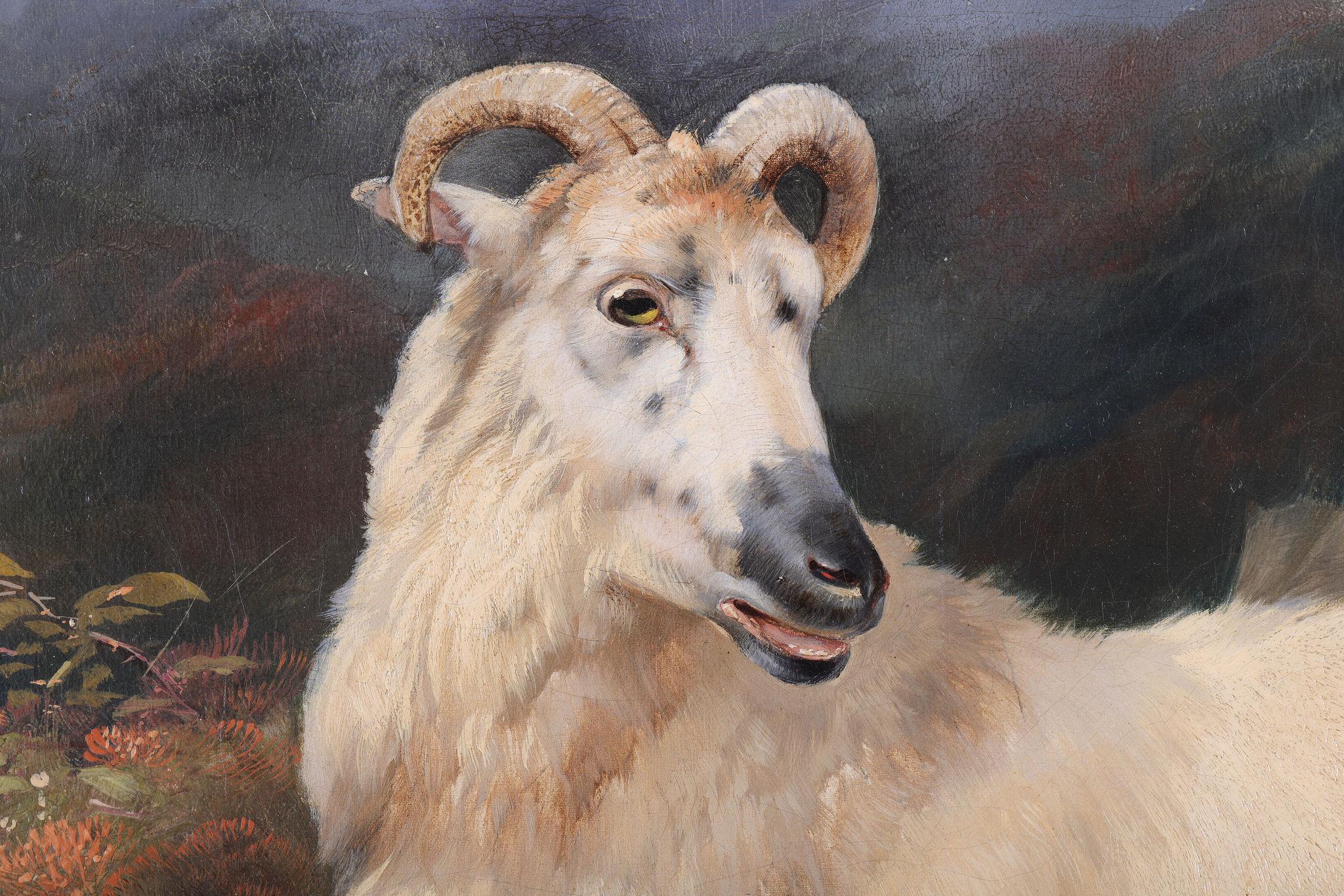 A Ram with its Lamb 5