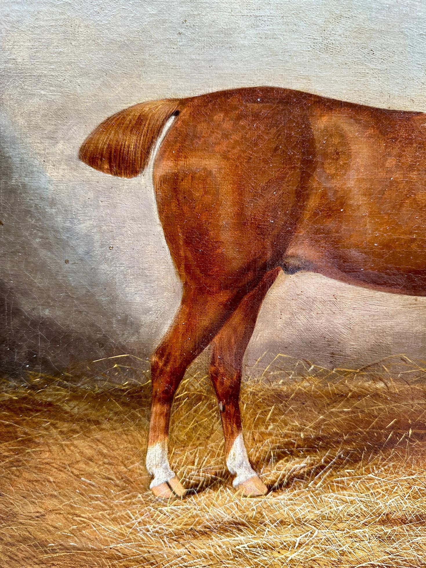 Ritratto inglese antico vittoriano di un cavallo/cacciatore in una stalla 5