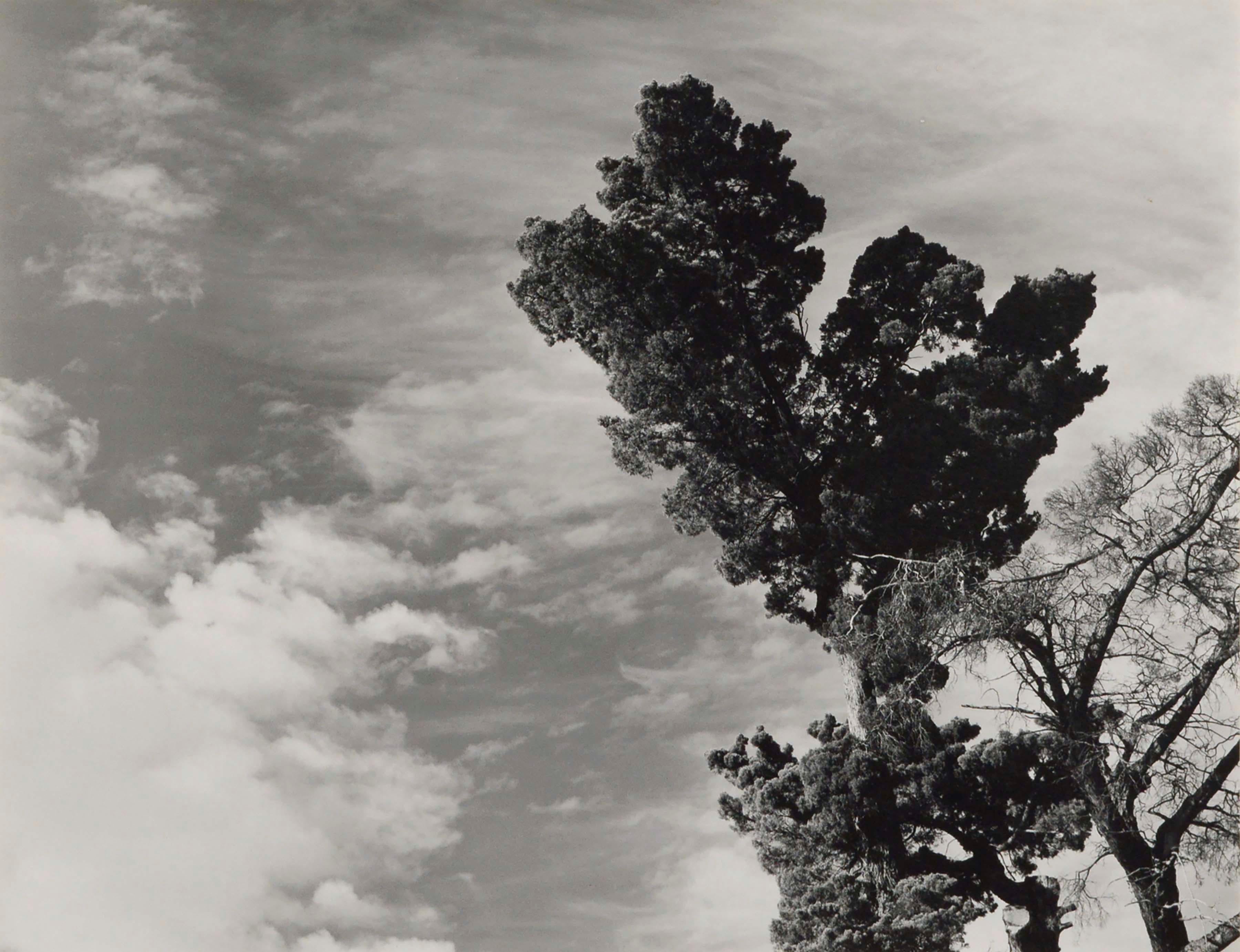 Monterey Pine Landscape  - Photograph by James Deike