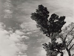 Monterey Pine Landscape