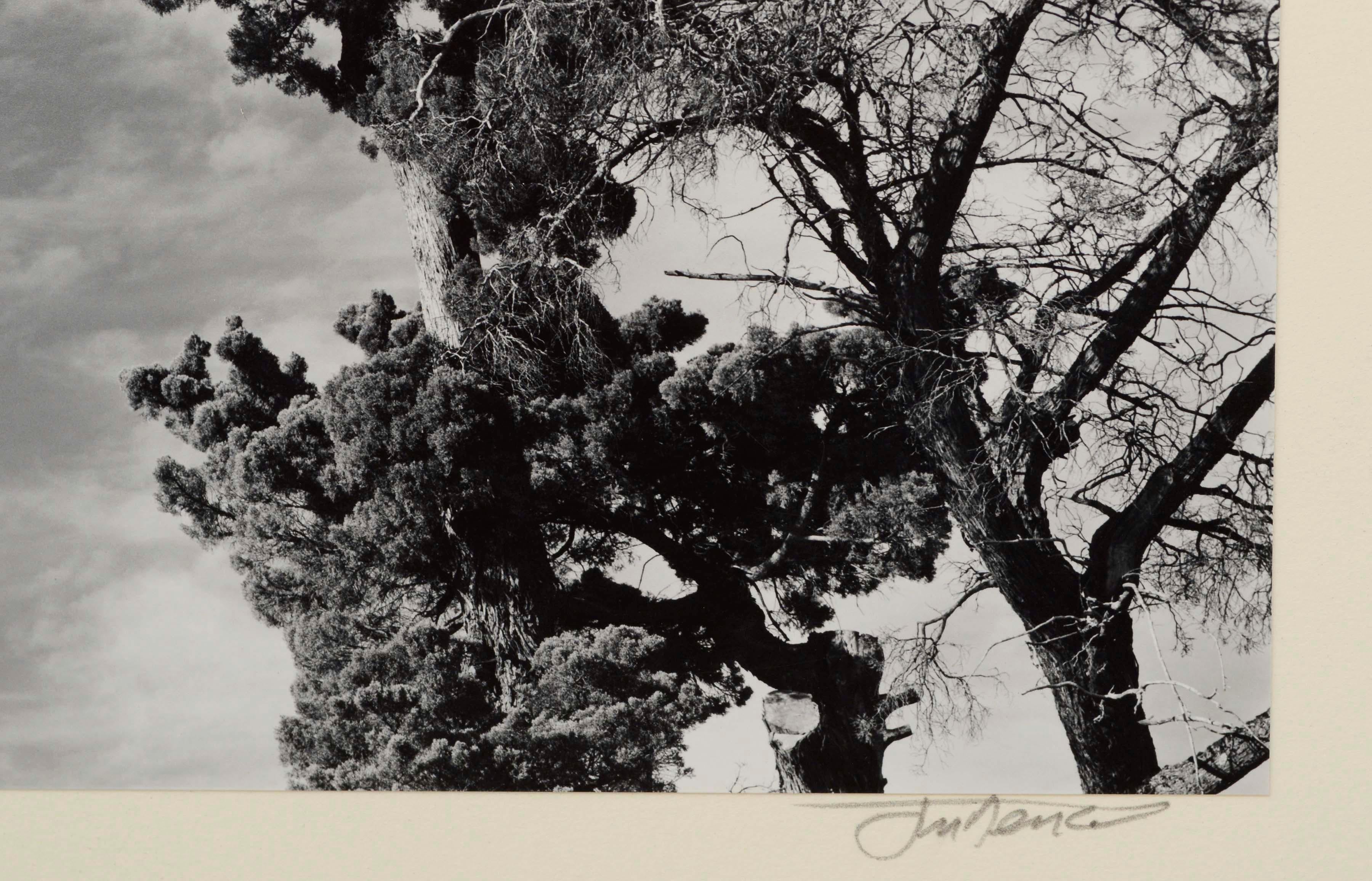 Photographie de paysage en noir et blanc d'un pin de Monterey dont la silhouette se détache partiellement sur un ciel nuageux, probablement réalisée par Jim Deike (américain, 20e siècle). Signé de façon illisible en bas à droite. Non encadré.