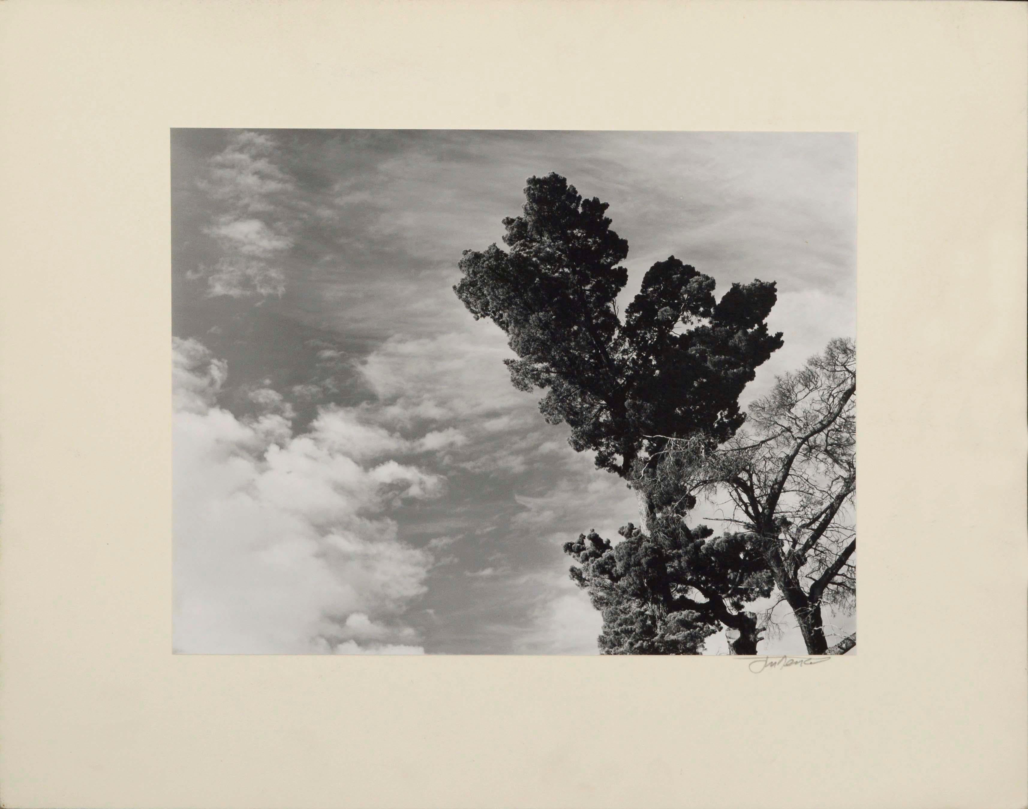 James Deike Landscape Photograph - Monterey Pine Landscape 