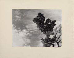 Vintage Monterey Pine Landscape 