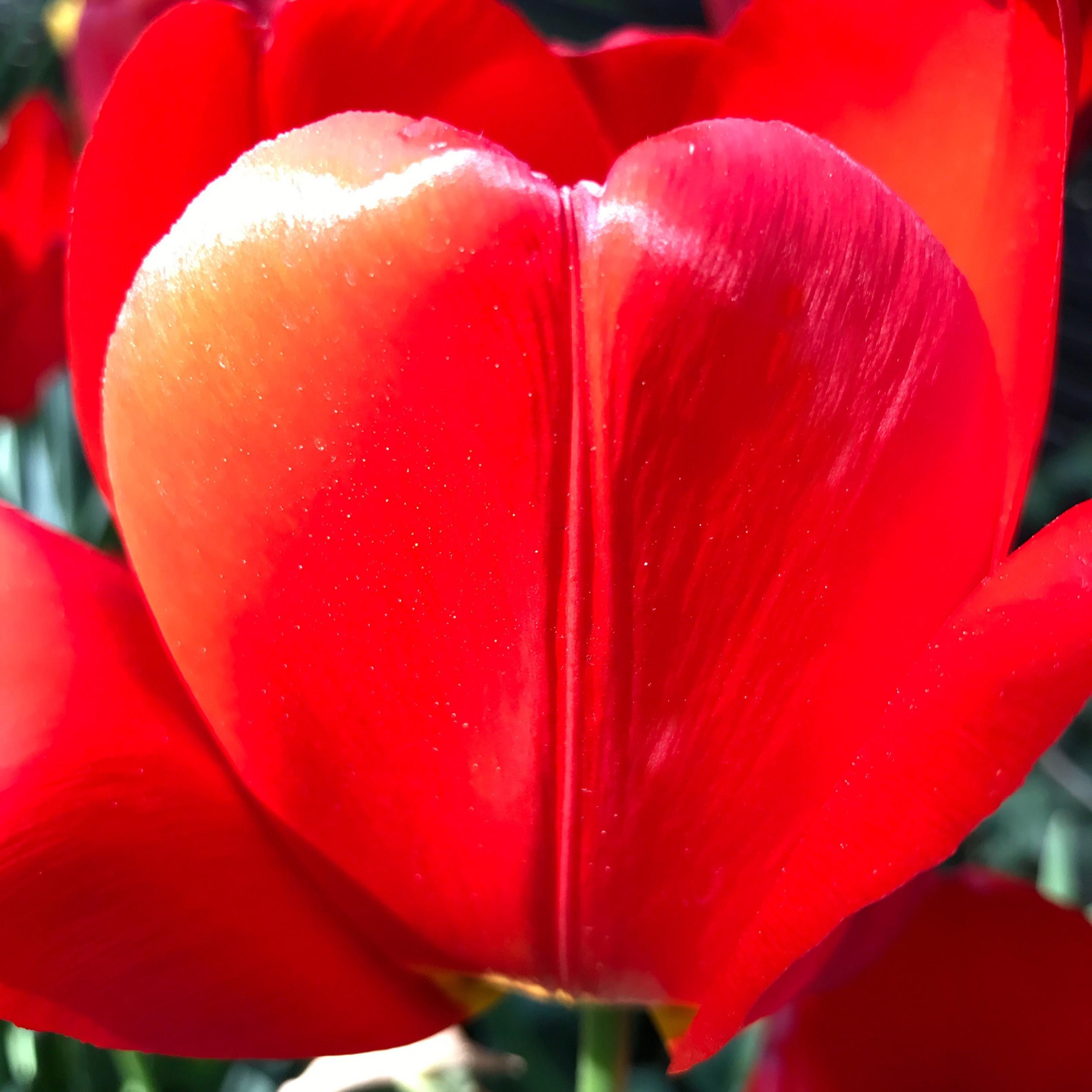 James Lahey Still-Life Print - Tulip as My Heart in the Universe (Red) THU-2019-(Red)