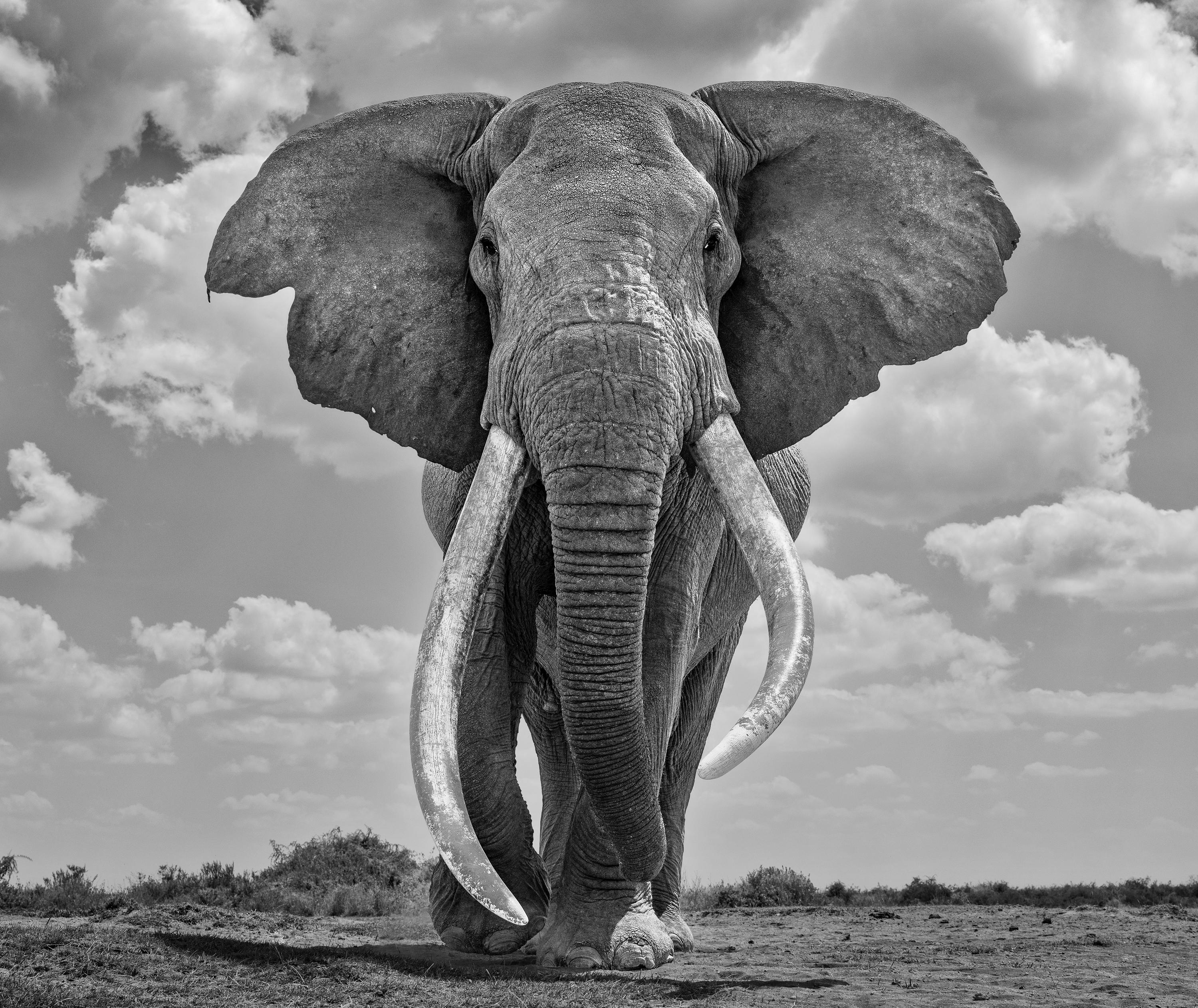 James Lewin Black and White Photograph - 21st Century Mammoth, 2021 (18" x 21.39")