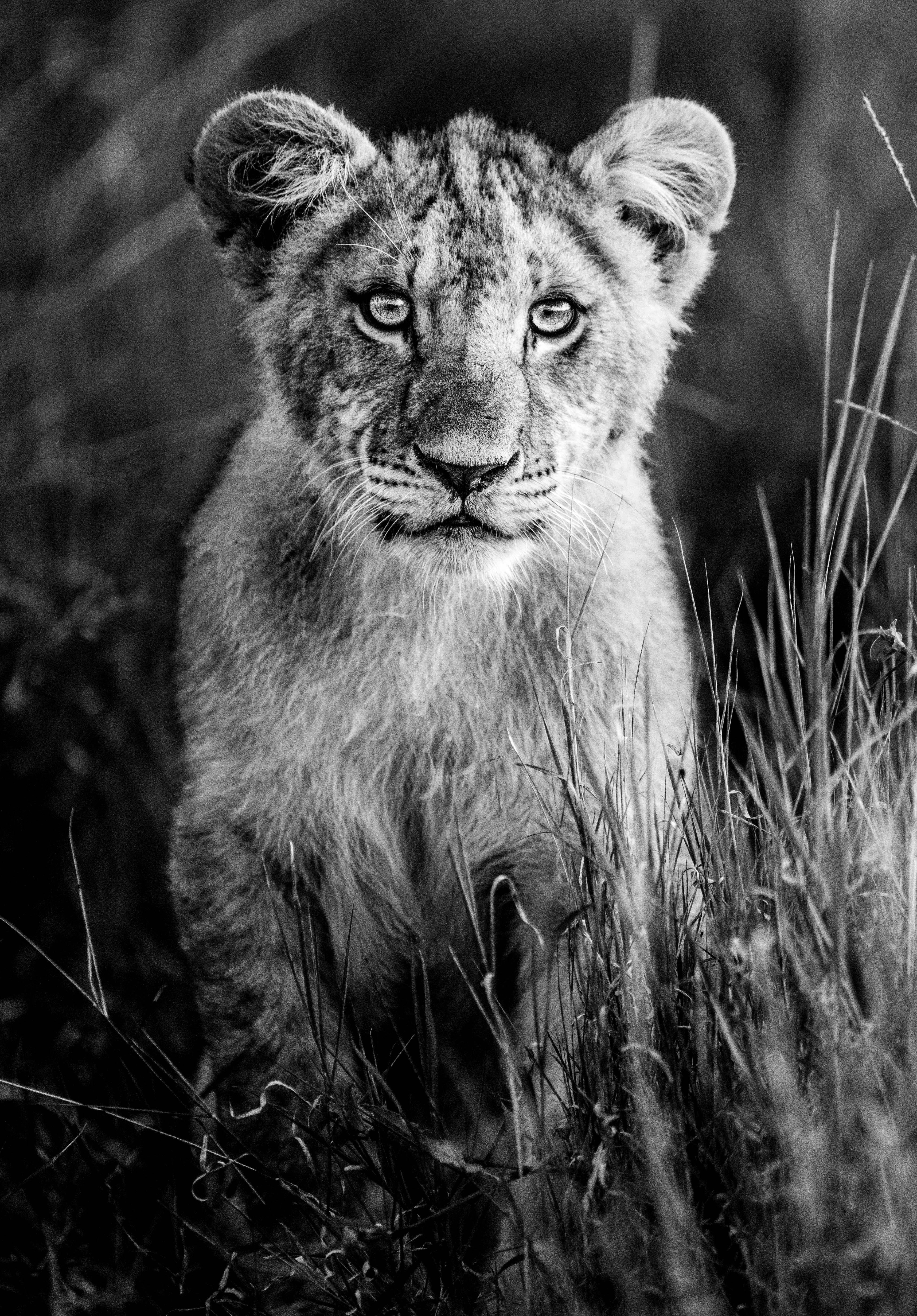 James Lewin Animal Print - Curious Cub, Borana, Kenya. (27.00" x 18")