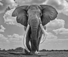 James Lewin - Mamut del siglo XXI, Fotografía 2021, Impreso después de