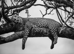 James Lewin - Il sogno di un leopardo, Maasai Mara, Kenya, 2020, Stampato in seguito