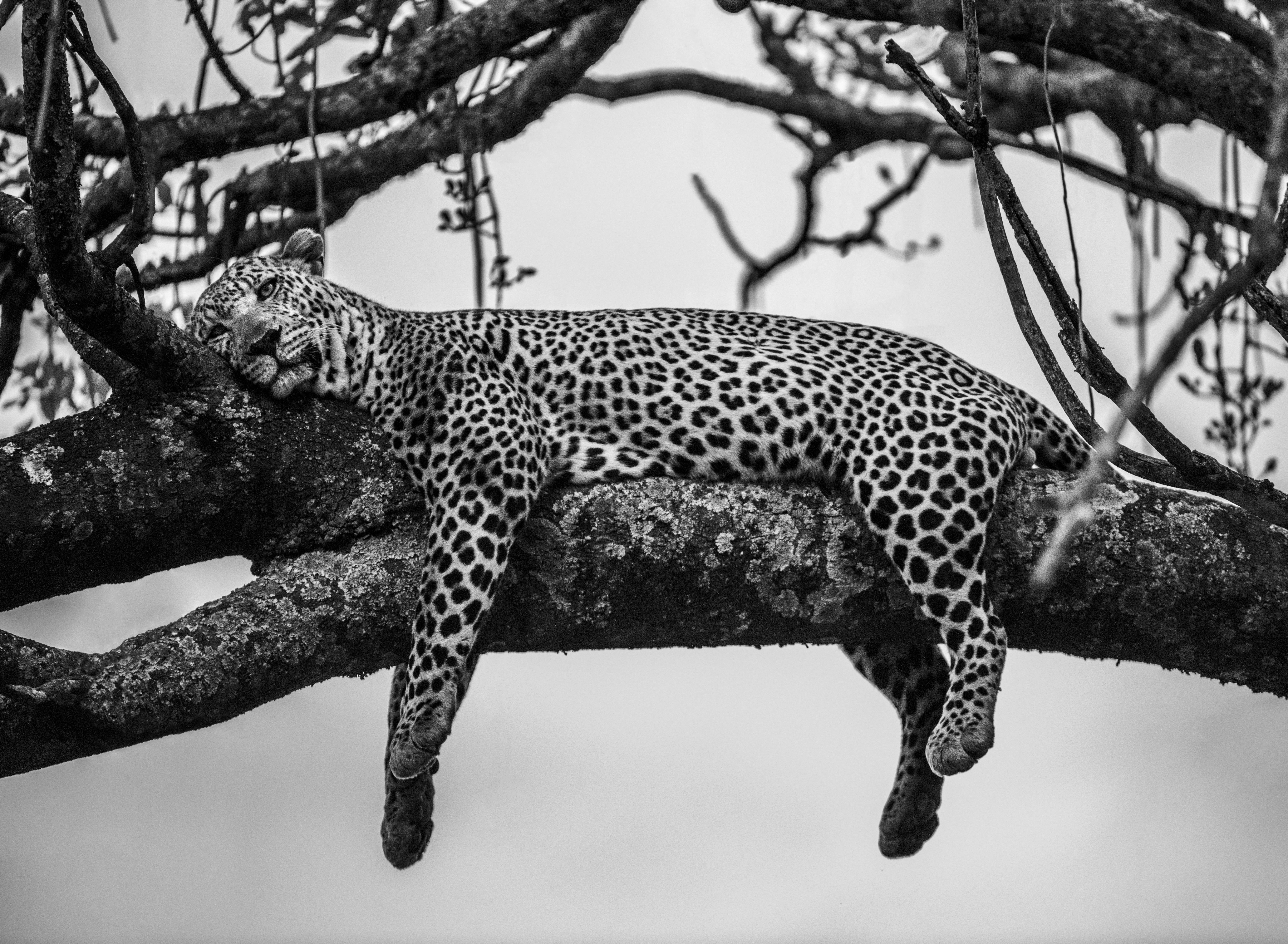"Watching a leopard lying graciously in a tree with its legs dangling from a branch has been a moment I have always been eager to witness since my very first visit to Kenya. On that first visit, I spent a few nights in the Maasai Mara, and we did