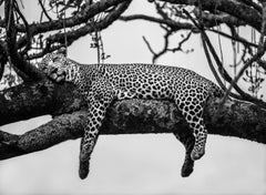 James Lewin - El sueño de un leopardo, Maasai Mara, Fotografía 2020, Impreso a partir de