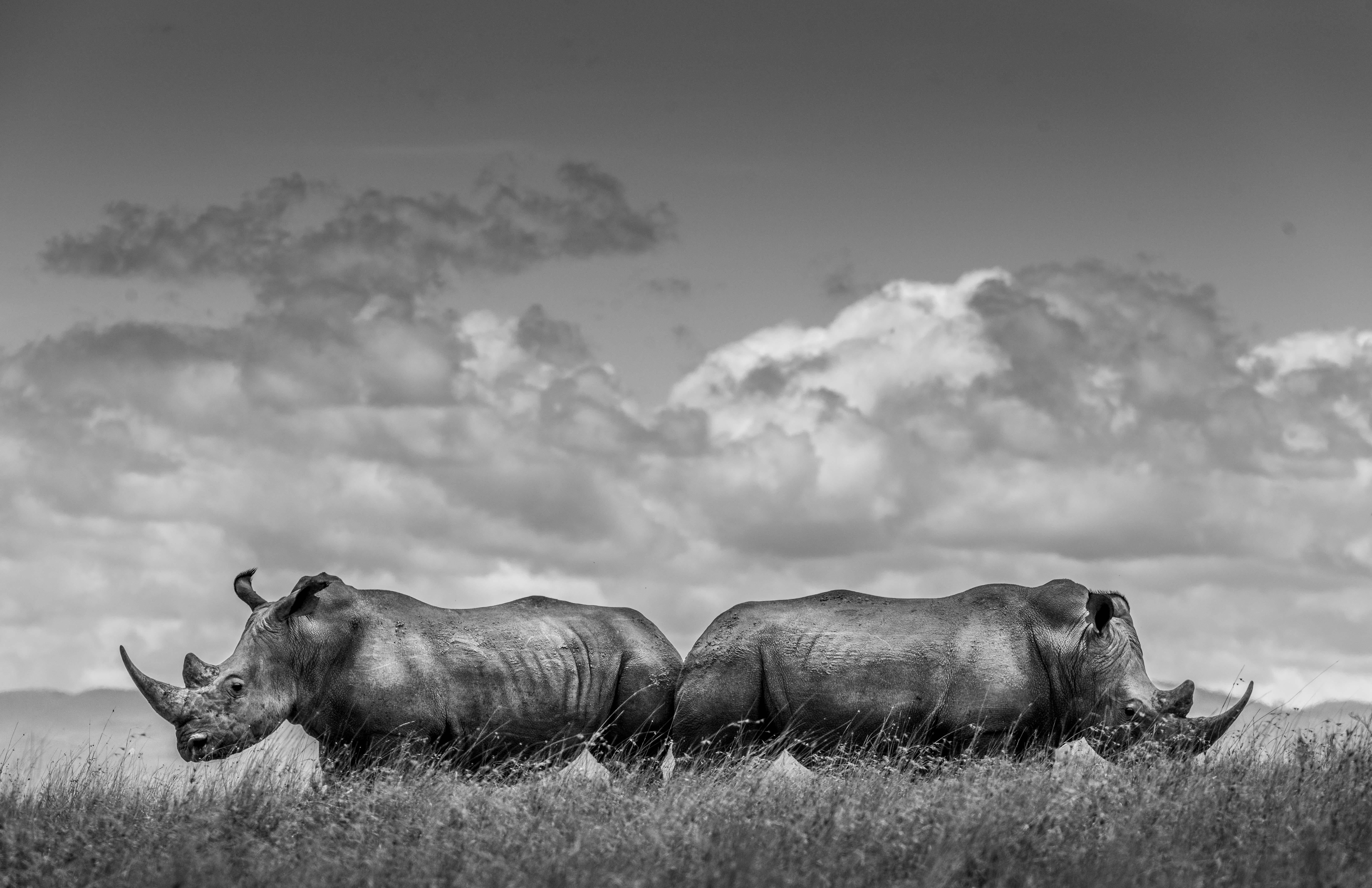 "Je n'étais pas du tout satisfait de mes photos de rhinocéros dans le passé, car j'avais du mal à obtenir des arrière-plans propres avec beaucoup de ciel, ce que je trouve si important dans mon approche. Les rhinocéros blancs sont donc souvent des