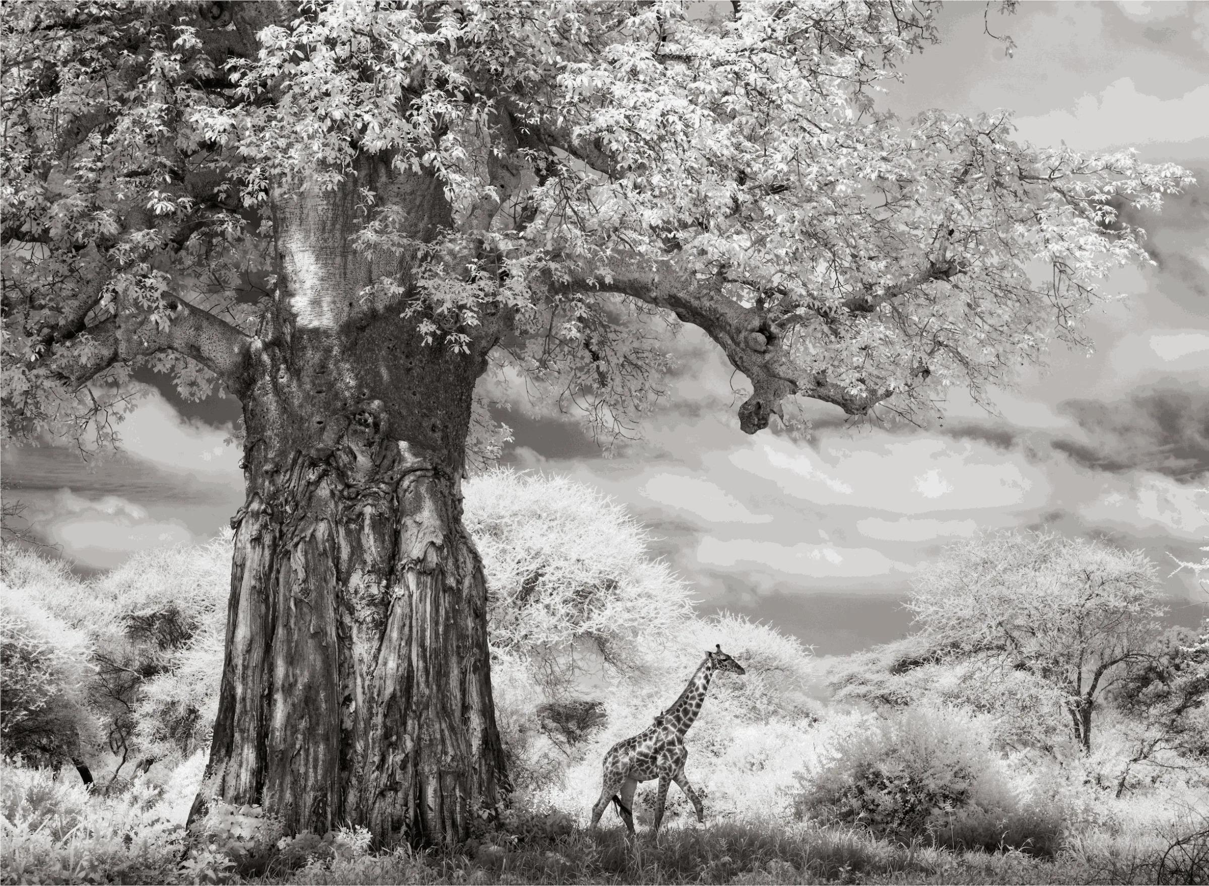James Lewin - Beneath the Baobab, 2024, Printed After