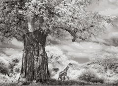 James Lewin - Beneath the Baobab, 2024, Printed After