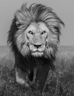 James Lewin – Bob Jr., Fotografie 2021, Nachdruck gedruckt