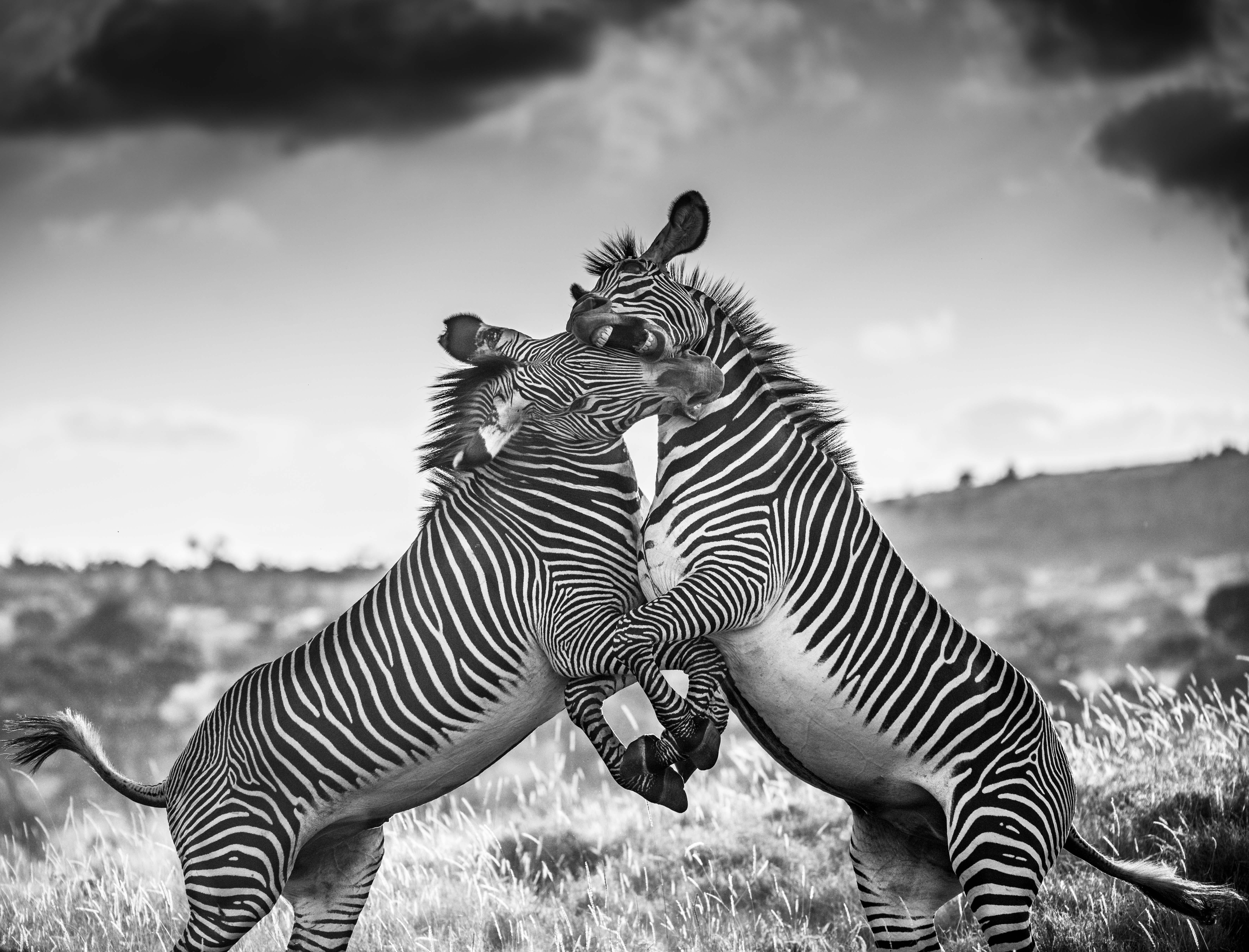 "Fast genau ein Jahr, nachdem ich eines meiner stärksten Bilder, "Drought", aufgenommen hatte, fand ich mein Objektiv erneut in Richtung zweier kämpfender Zebras gerichtet. Es gibt deutliche Ähnlichkeiten und Unterschiede zwischen den beiden. Die