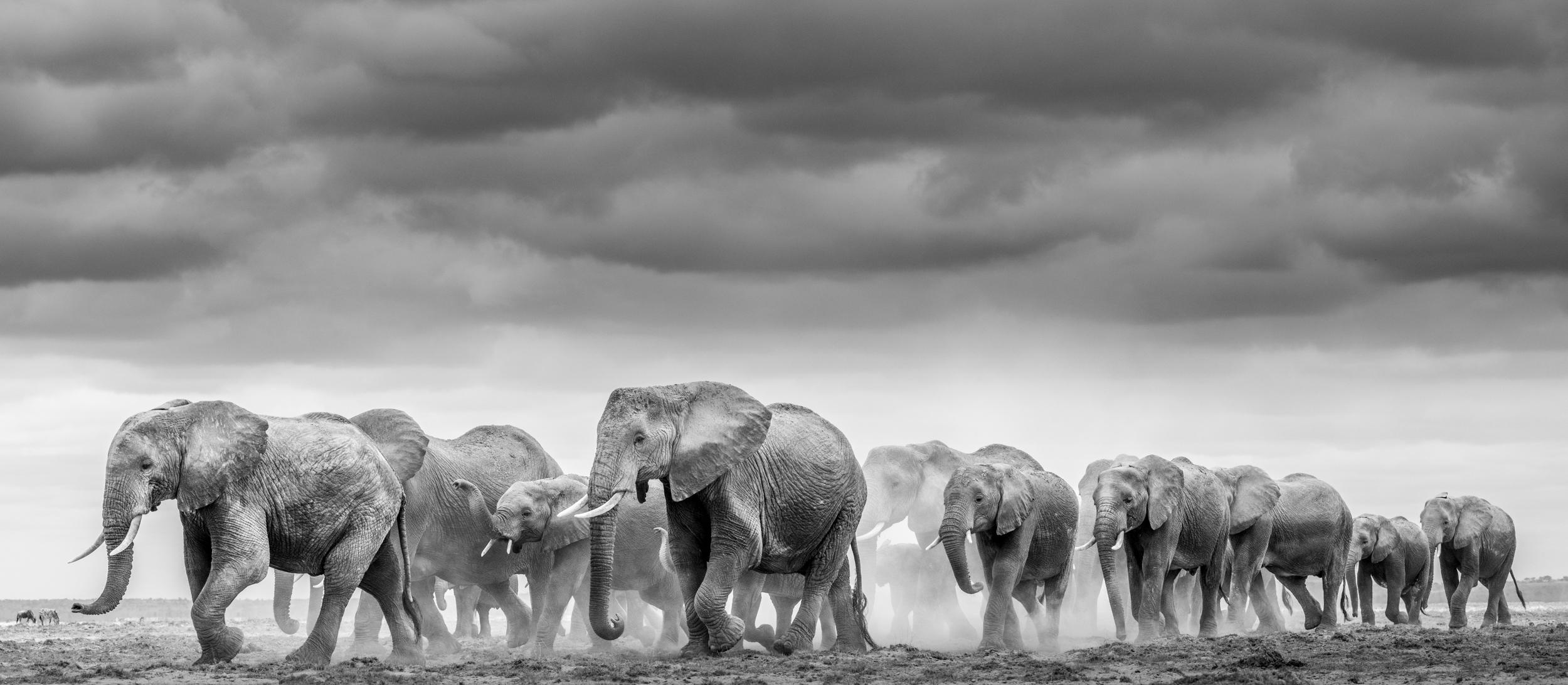 "Amboseli est l'un de mes endroits préférés pour photographier les éléphants. Le paysage en grande partie stérile se prête à mon style photographique, car c'est comme peindre sur une toile vierge. Dans ces grands espaces vides, il est possible de