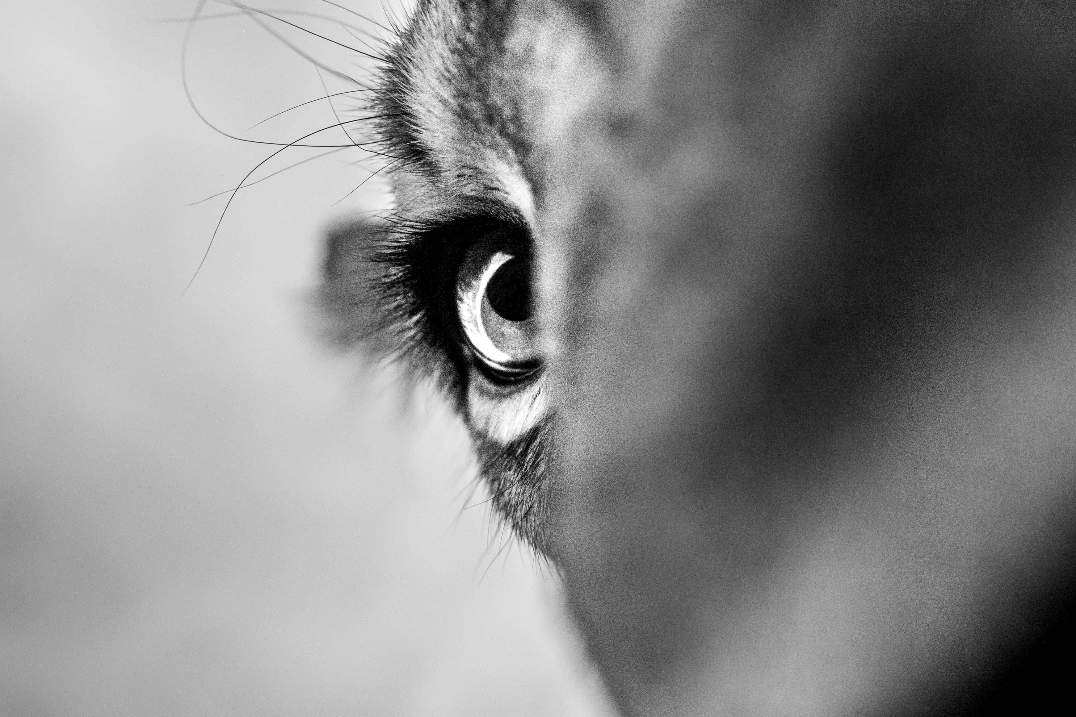 "Cette image inhabituelle a été prise alors que mon appareil photo était en possession d'une troupe entière de lions. Le jeune lion mâle, que l'on voit sur la photo, était extrêmement enthousiaste à l'idée d'examiner l'objet étrange qu'était mon